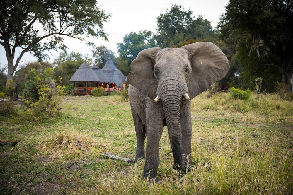 Hoyo Hoyo Safari Lodge Mluwati Concession Dış mekan fotoğraf