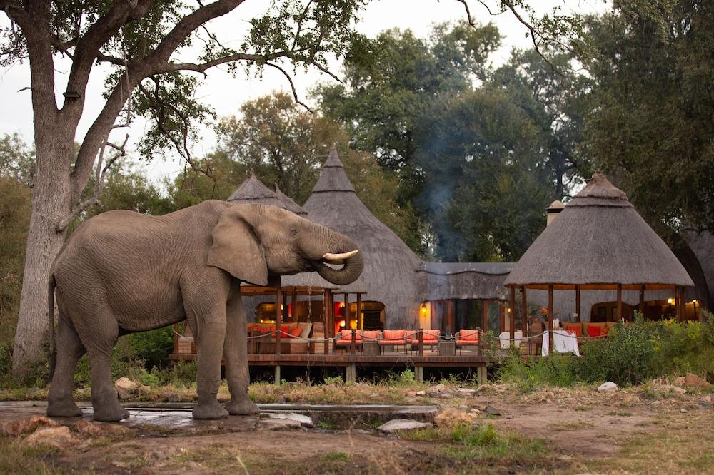 Hoyo Hoyo Safari Lodge Mluwati Concession Dış mekan fotoğraf
